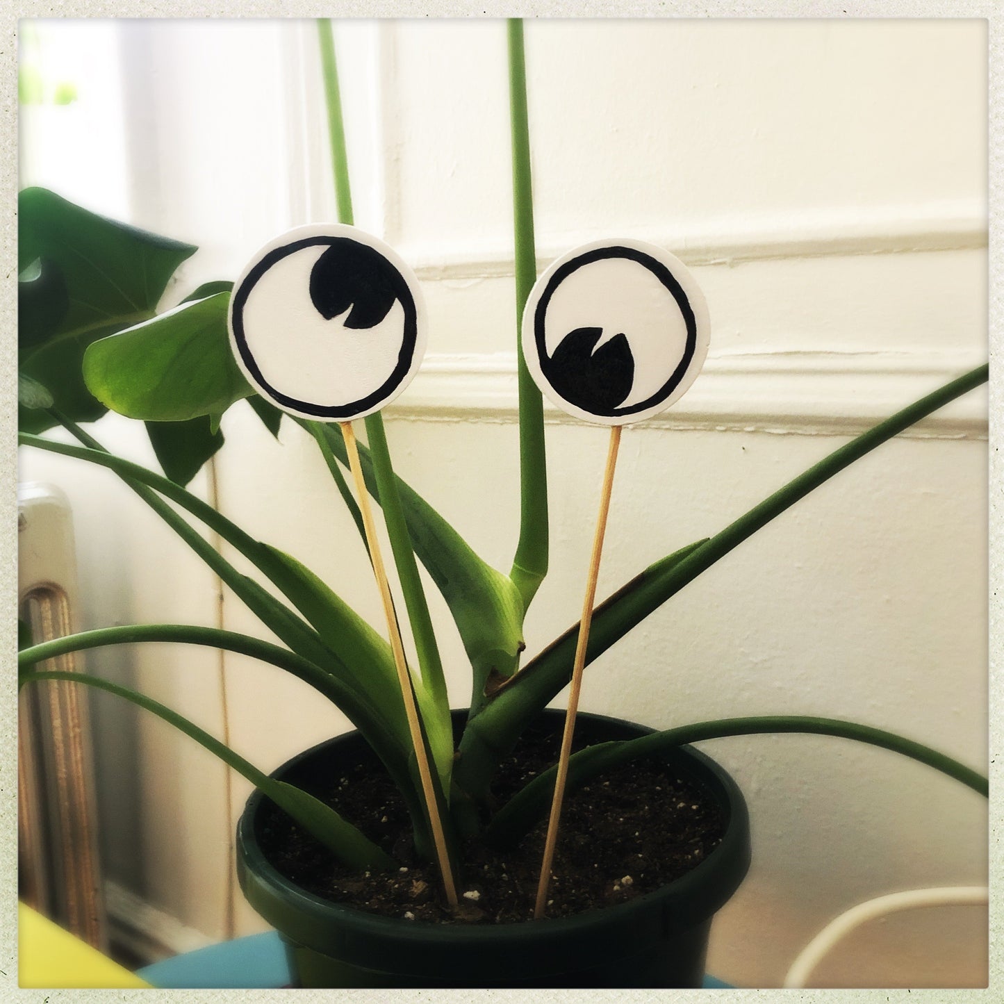 Googly Eye Cru Planter eyes
