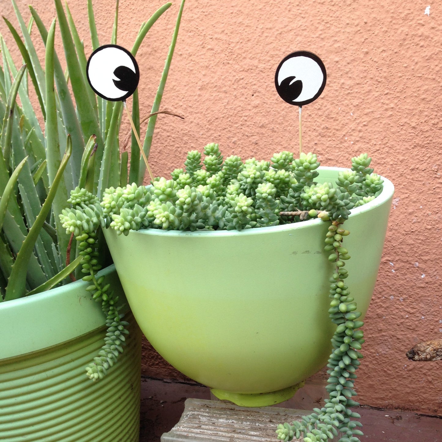 Googly Eye Cru Planter eyes