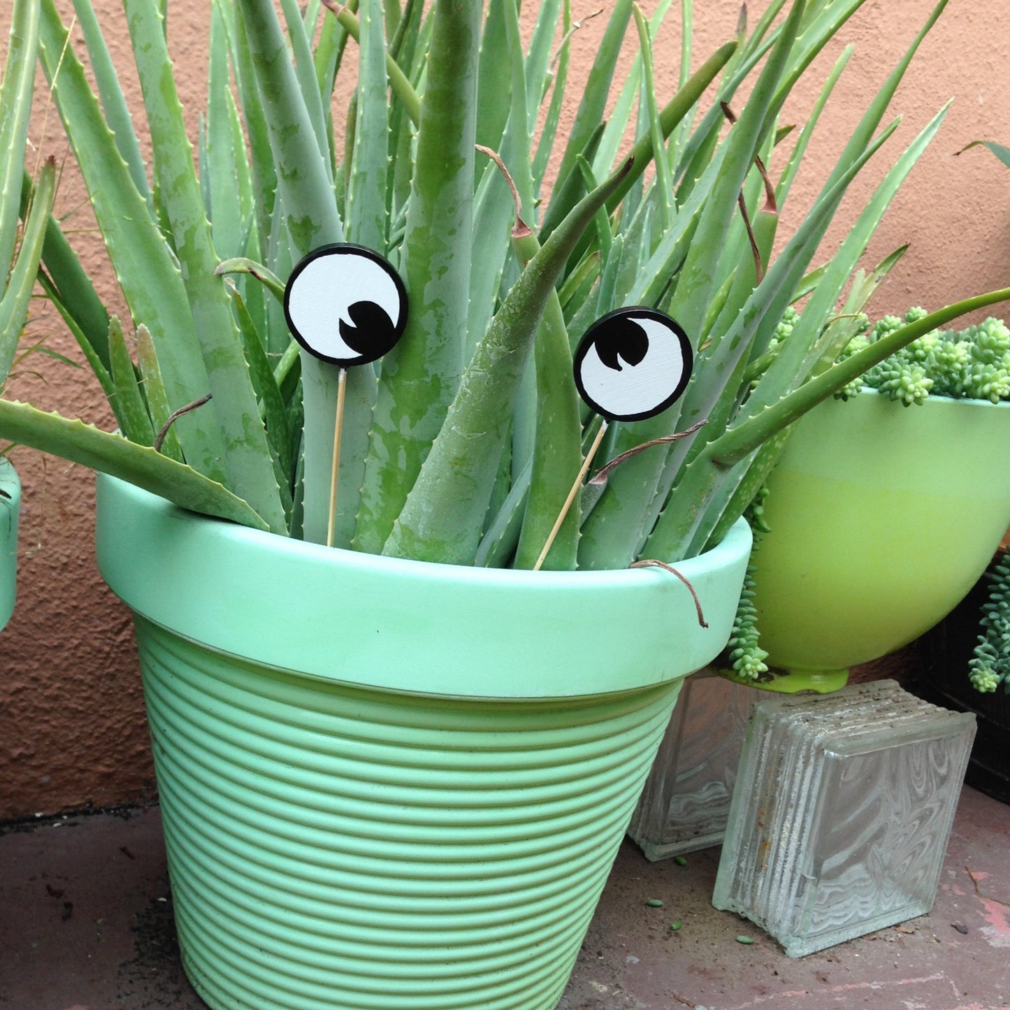 Googly Eye Cru Planter eyes