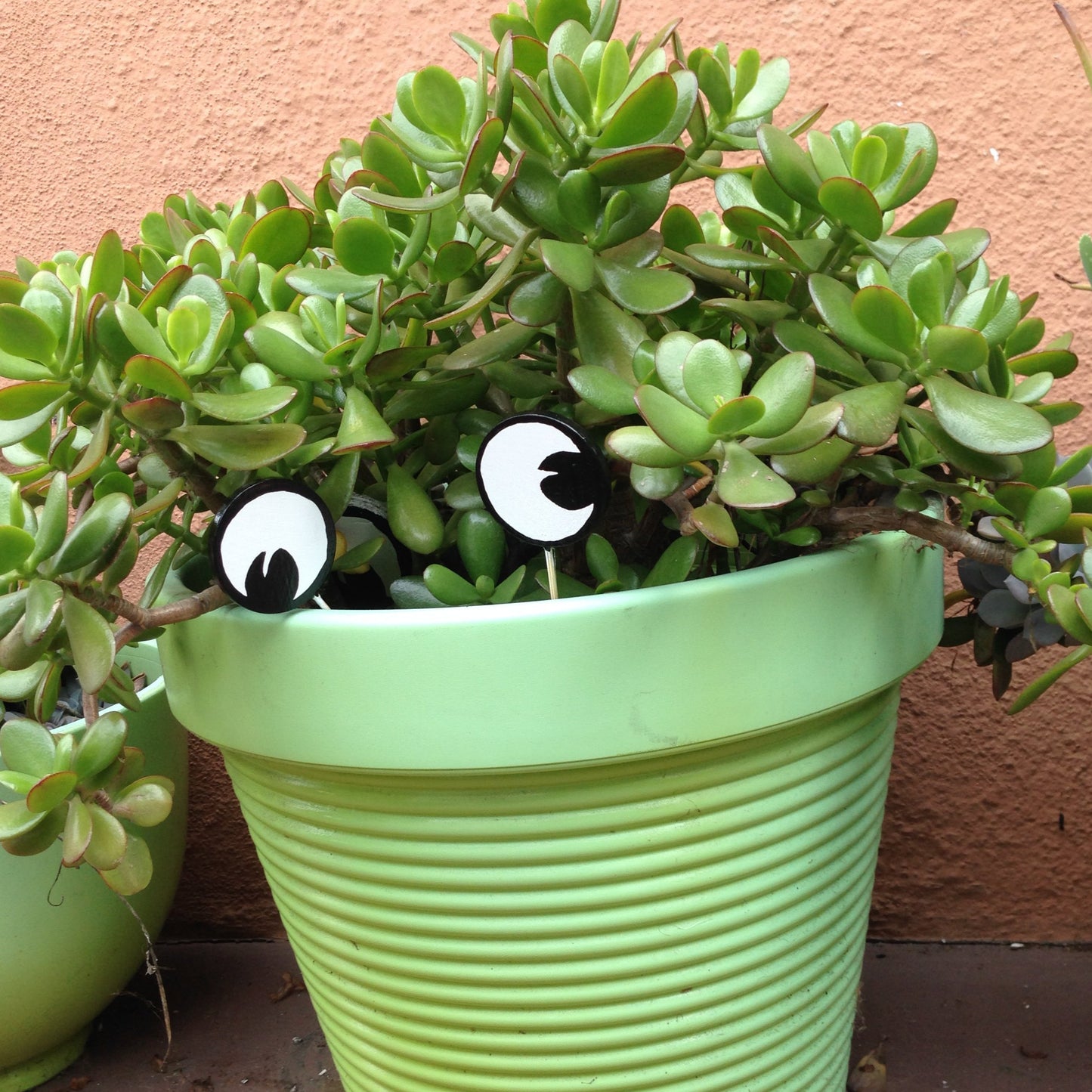 Googly Eye Cru Planter eyes