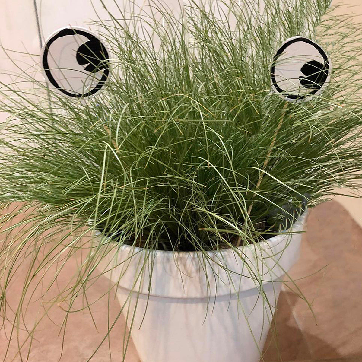 Googly Eye Cru Planter eyes